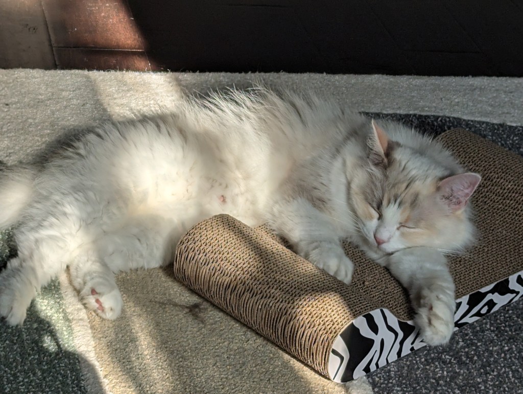 Let’s All Go to&nbsp;Catland!